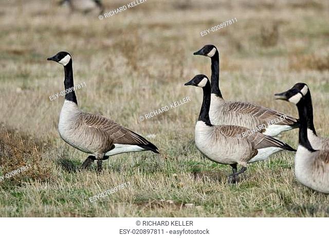 Canada Geese Feeding and Resting in the Autumn Field