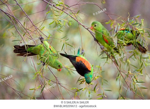 red-winged parrot Aprosmictus erythropterus, flock with one male and two females feeding in a tree , Australia, Northern Territory