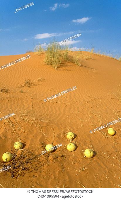 Tsamma Citrullus lanatus - Source of food and water for all kinds of animals  On a grass-grown dune  Kalahari Desert, Kgalagadi Transfrontier Park, South Africa