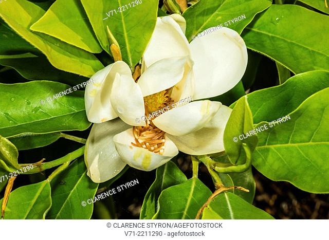 Sweet Bay Magnolia Magnolia virginiana Spring Flower
