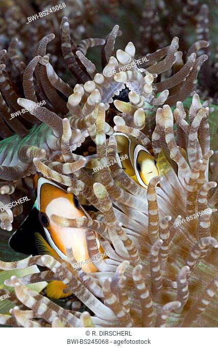 Clark's anemonefish, goldbelly, yellowtail clownfish (Amphiprion clarki, Amphiprion clarkii), hidden in anemones, Lembeh Strait, North Sulawesi, Indonesia