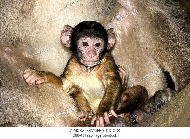 Baby. Barbary Macaque (Macaca sylvanus). La Montagne des Singes. Kintzheim. Alsace. France