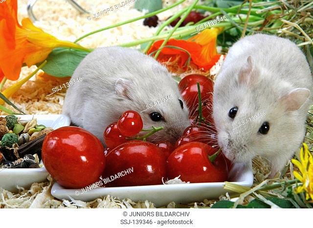 two Roborovski dwarf hamster - munching / Phodopus roborovskii restrictions: Tierratgeber-Bücher / animal guidebooks