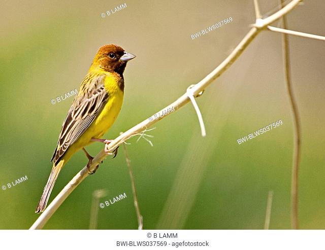 red-headed bunting Emberiza bruniceps, portrait of a single animal, sitting on a branch, Kazakhstan