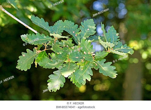 Sessile oak (Quercus petraea, Quercus sessilis, Quercus sessiliflora), branch