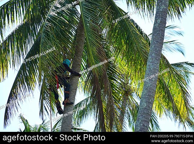 31 October 2019, Thailand, Ko Kood: A worker climbs into the top of a coconut tree and cuts off the coconuts for safety reasons