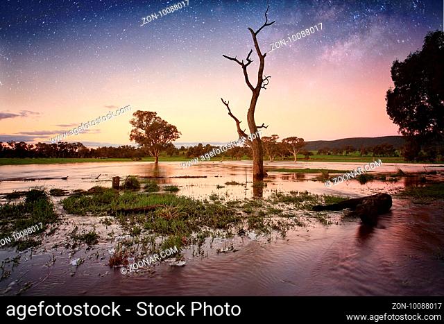 A lone dead tree stands among others in the floodwaters in Central West NSW on dusk to evening