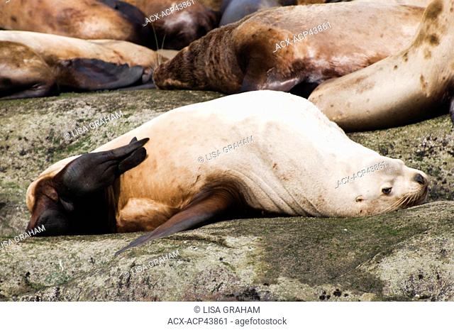 A sea lion scratches his belly on Norris Rock, British Columbia, Canada