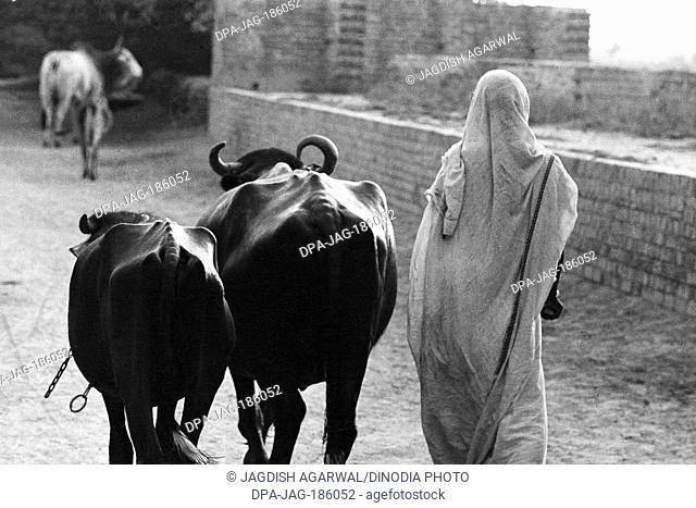 Indian woman with two buffaloes Govardhan Vrindavan Uttar Pradesh India Asia 1971