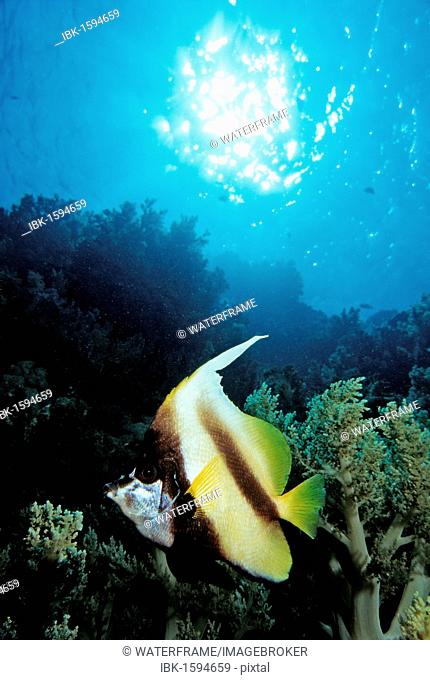 Pennant coralfish, longfin bannerfish or Coachman (Heniochus sp.), Maldives, Indian Ocean