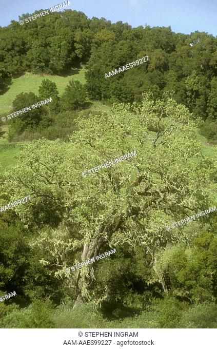 Black Oak (Quercus kelloggi) with Lichens and new Leaves, San Luis Obispo, CA