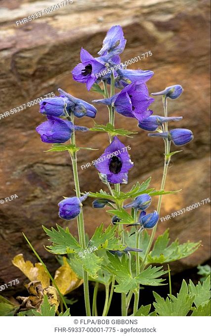 Larkspur Delphinium speciosum flowering, Caucasus