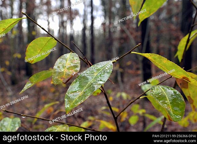 11 December 2023, Brandenburg, Potsdam: The moist leaves of a weeping cherry (Prunus padus) shine in a mixed forest in Potsdam Neu Fahrland