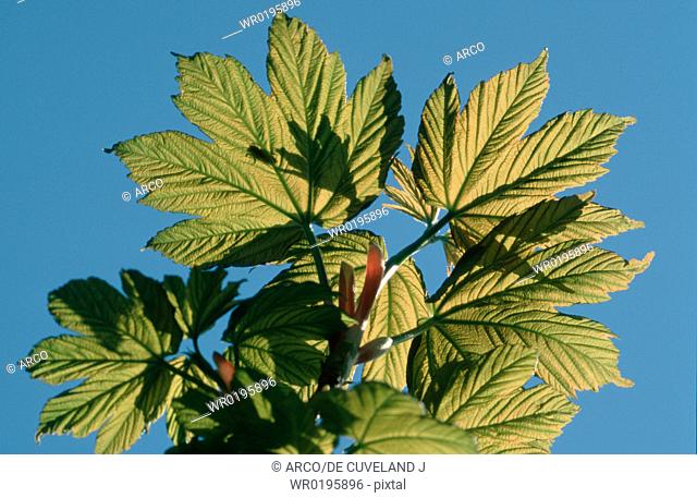 Sycamore, spring, leaves, Acer, pseudoplatanus