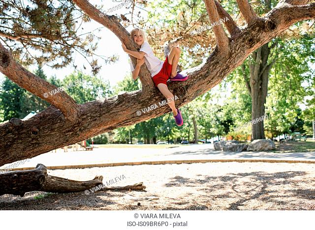 Boy clinging onto tree branch in park