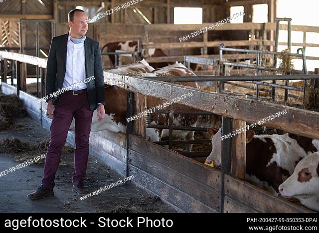 27 April 2020, Saxony, Nossen: Wolfram Günther (Bündnis90/Die Grünen), Minister of the Environment of Saxony, is standing in a cow barn at the Mahlitzsch...