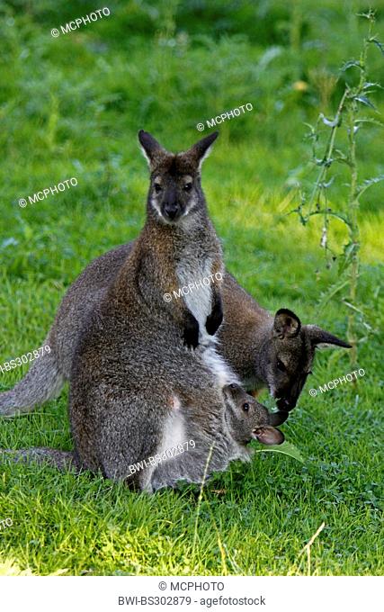 red-necked wallaby, Bennett?s Wallaby (Macropus rufogriseus, Wallabia rufogrisea), family sitting in a meadow, Australia, Tasmania