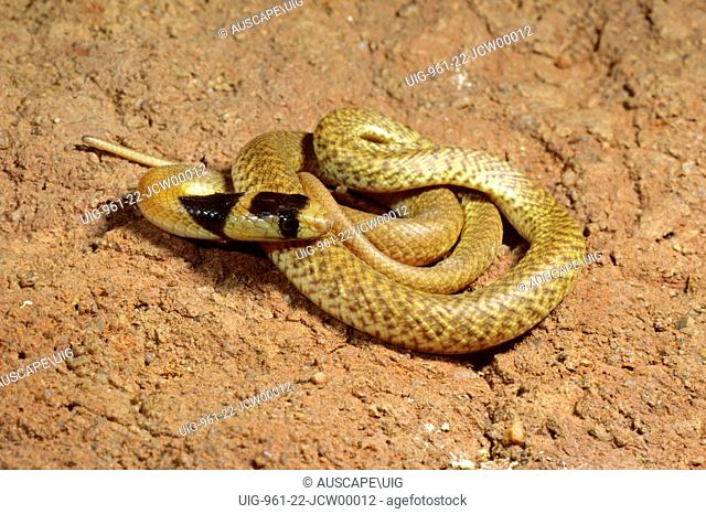 Western brown snake or Gwardar (Pseudonaja nuchalis), venomous, very dangerous, Lake Way, Western Australia, Australia