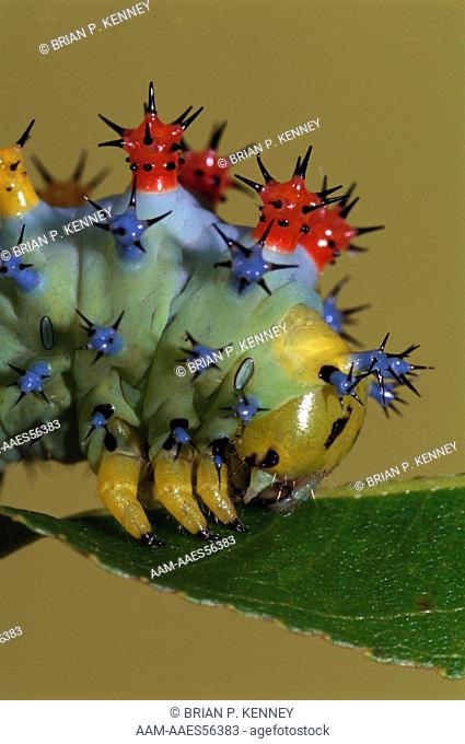 Cecropia Moth Caterpillar (Hyalophora cecropia), close up, Florida