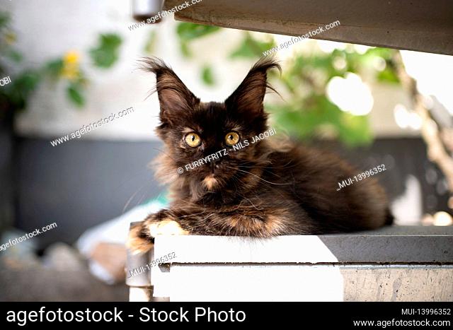 black tortie maine coon kitten with long ear tassel resting on stair outdoors in the sunny back yard looking at camera