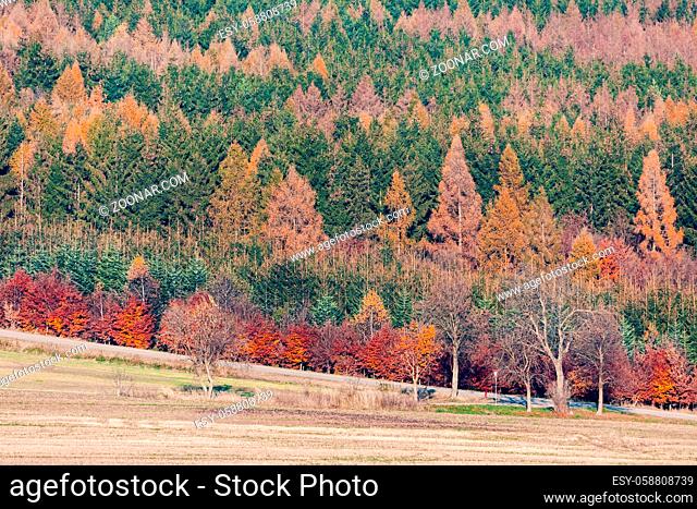 colorful deciduous forest in autumn with multicolored yellow, orange, red and green foliage on the trees in a scenic full frame view of the changing seasons
