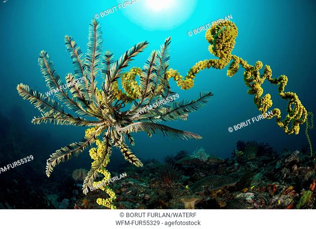 Crinoid on Wire Coral, Crinoidea, Cirripathes sp., Cannibal Rock, Rinca, Indonesia