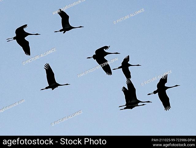 23 October 2021, Brandenburg, Linum: Cranes fly to their roosts in the evening at dusk. Before flying south, they stay in Linum for up to two weeks