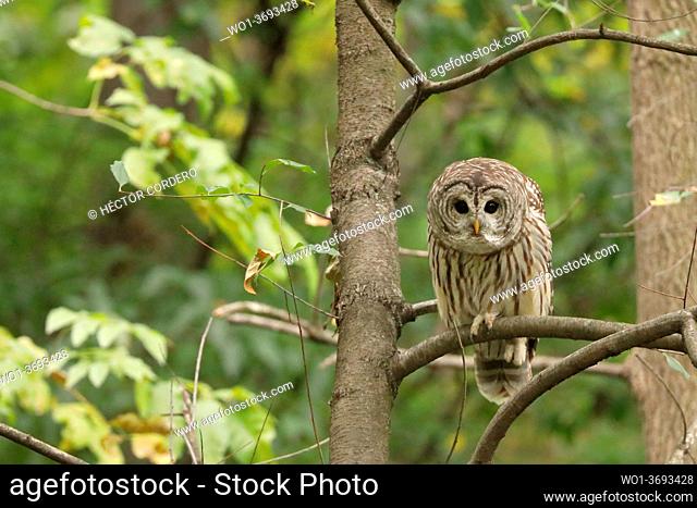 Barred owl (Strix varia) perched on a tree of North America looking for a prey