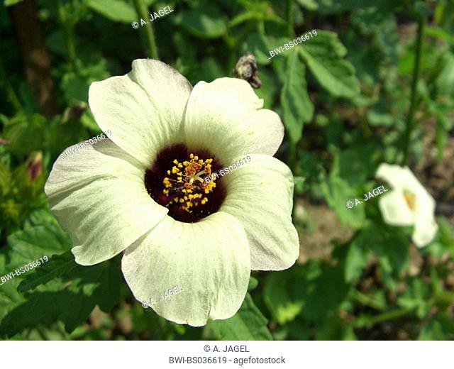 bladder ketmia, flower-of-an-hour, venice mallow (Hibiscus trionum), flower