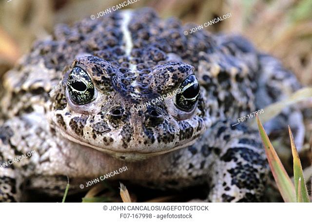 Natterjack Toad (Buffo calamita). England