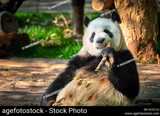 Chinese tourist symbol and attraction, giant panda bear eating bamboo. Chengdu, Sichuan, China, Asia