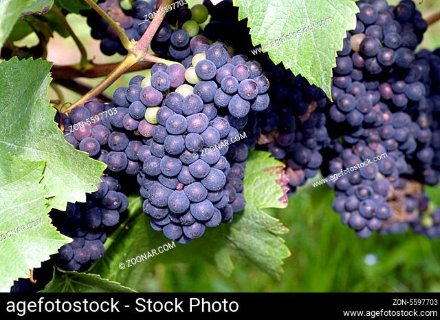 Pinot noir, Blauer Spaetburgunder, Wein, Weinpflanzen, Reben, Fruechte, Beeren, Obst, -