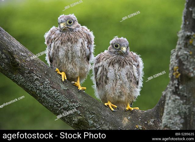 Common kestrels (Falco tinnunculus), fledglings, young birds