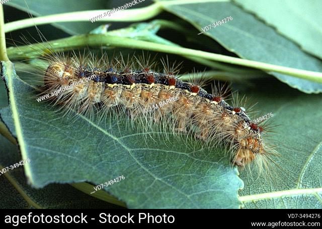 European gypsy moth (Lymantria dispar dispar) is a moth native to Europe and western Asia. Is an invasive species. Caterpillar