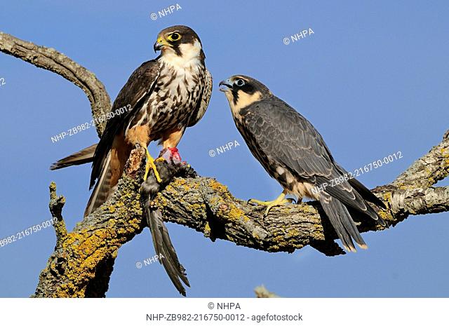 HOBBY Falco subbuteo adult and young with prey COMMON SWIFT A apus Lleida, Catalonia Spain