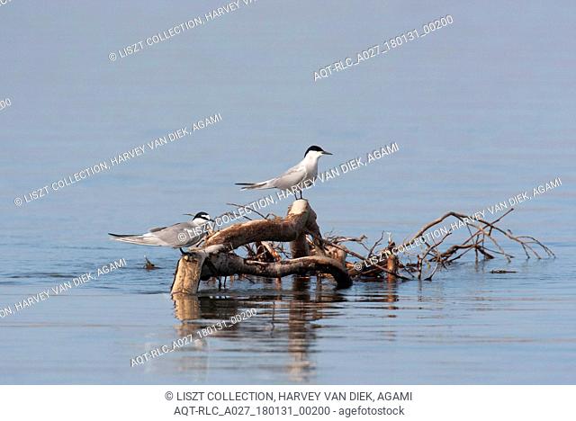 Aleutian Tern perched on branches in water, Aleutian Tern, Onychoprion aleuticus