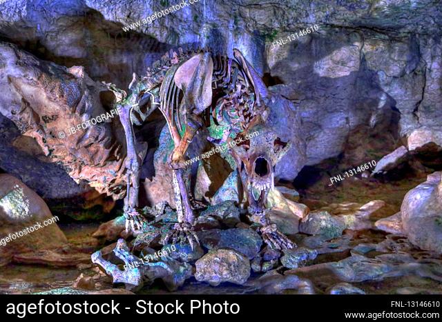Bear skeleton, Barenhoehle, Sonnenbuehl, Baden-Wuerttemberg, Germany, Europe