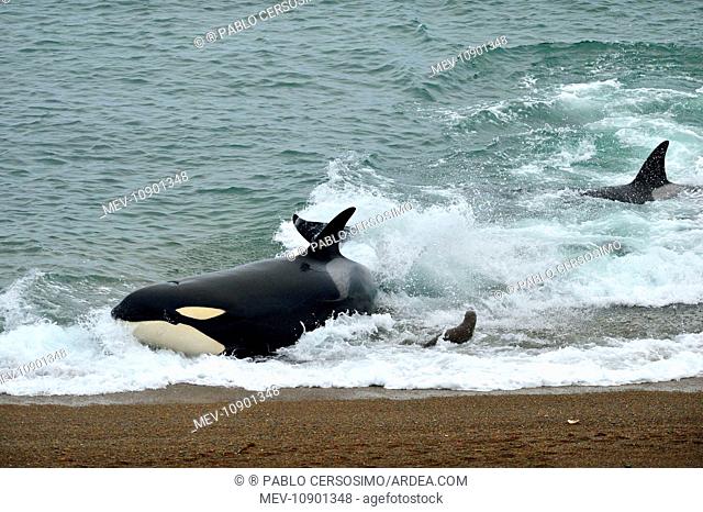 Orca / Killer Whale (Orcinus orca). hunting South American Sea Lion (Otaria flavescens) series 8 of 10 - Peninsula Valdes, Patagonia, Argentina, South Atlantic