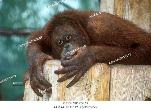 Orangutan (Pongo pygmaeus) Borneo & Sumatra, Phoenix Zoo Arizona