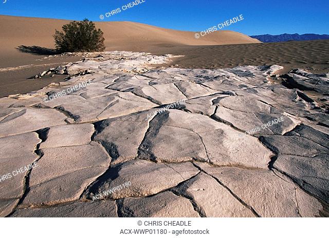 USA, California, Death Valley, Mesquite Dunes sandstone and bush in sunlight