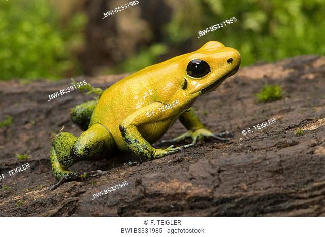 Black-Legged Poison Frog (Phyllobates bicolor), on bark
