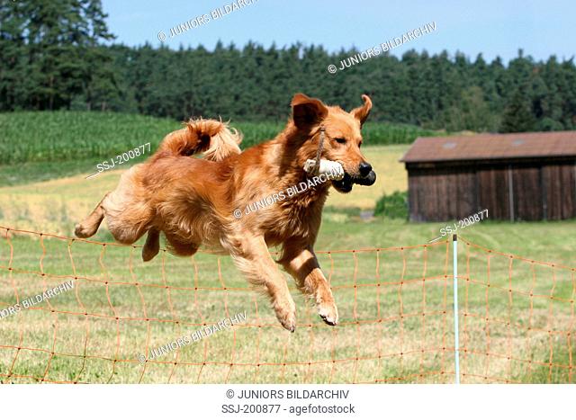 Nova Scotia Duck Tolling Retriever. Adult fetching a dummy while jumping over a fence. Germany