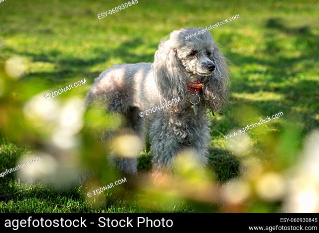 A miniature gray poodle toy standing on a green lawn on a sunny summers day