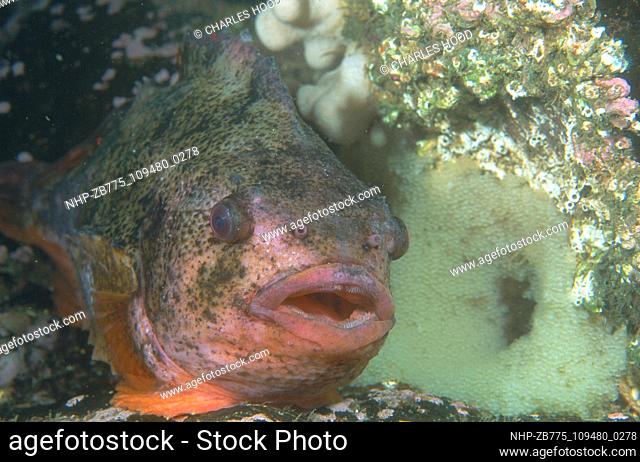 Lumpsuckerfish guarding eggs  Date: 16/1/01  Ref: ZB775-109480-0278  COMPULSORY CREDIT: Oceans Image/Photoshot