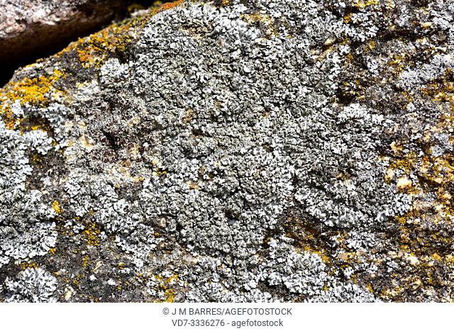 Parmelia subrudecta or Punctelia subrudecta is a foliose lichen with soralia. This photo was taken in Arribes del Duero Natural Park, Zamora province