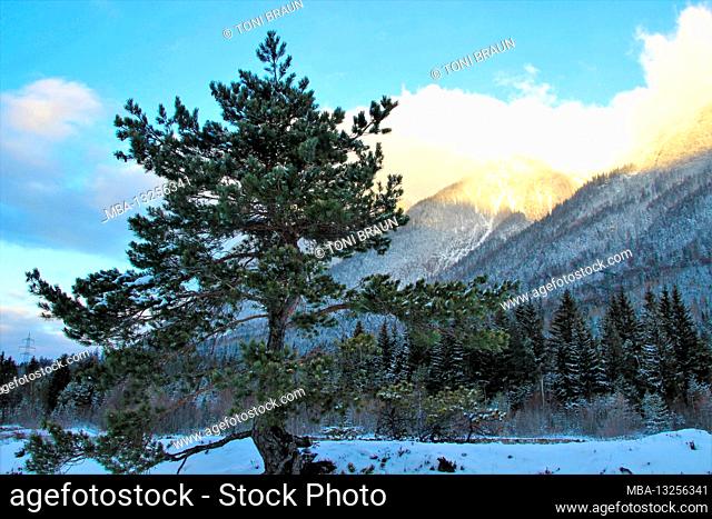 Walk in the Riedboden near Mittenwald, Europe, Germany, Bavaria, Upper Bavaria, Werdenfelser Land, winter, forest, river, Isar, river course, solitary tree