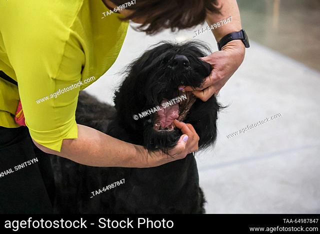 RUSSIA, MOSCOW REGION - NOVEMBER 19, 2023: A Black Russian Terrier dog at the Eurasia Dog Show 2023 at the Crocus Expo International Exhibition Centre in...