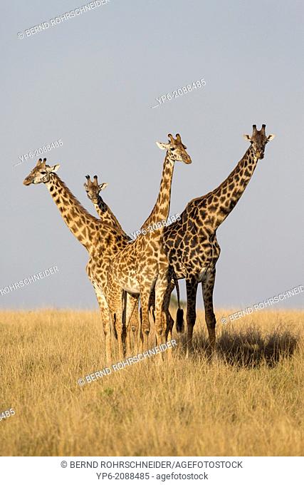 Giraffes (Giraffa camelopardalis) in savannah, Masai Mara, Kenya