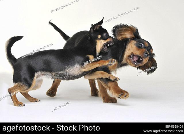 Cavalier King Charles Spaniel, black-and-tan, bitch, puppy, 11 weeks and Chihuahua, 1 year old