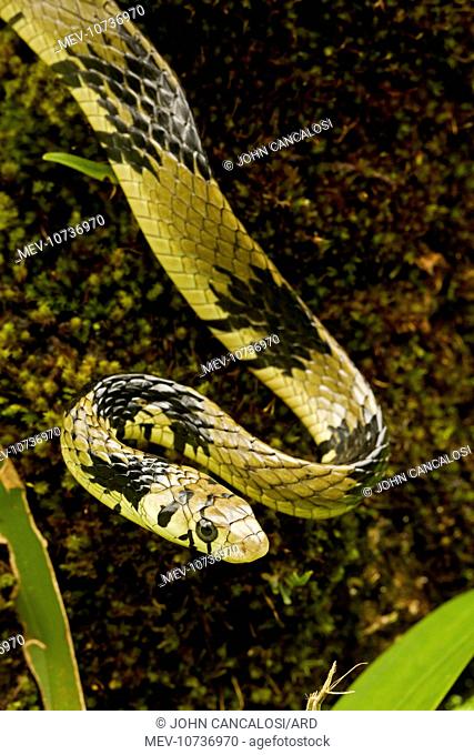 Tropical / Tiger Rat Snake (Spilotes pullatus)